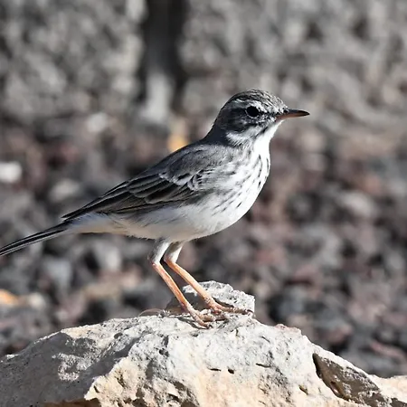 Semesterbostad La Estrellas *