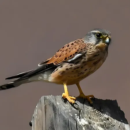 Дом отдыха La Estrellas Тарахалехо