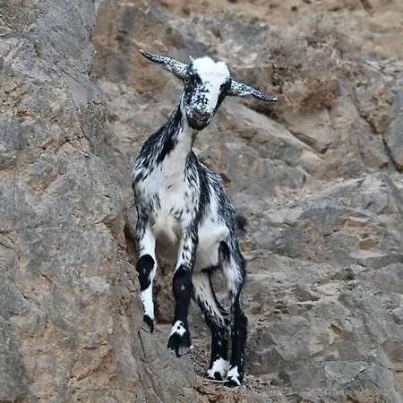 La Estrellas * Тарахалехо