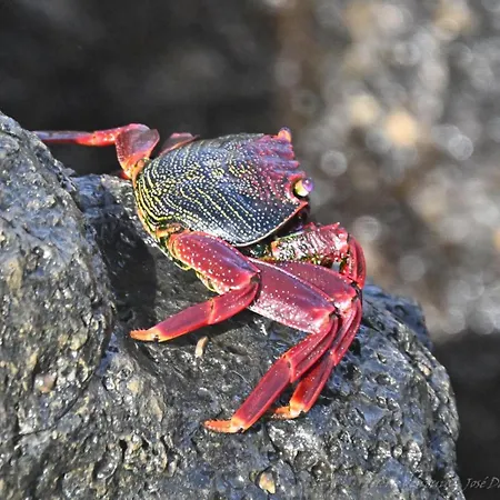 別荘 La Estrellas *